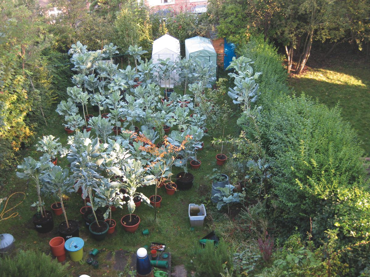 tall kale plant