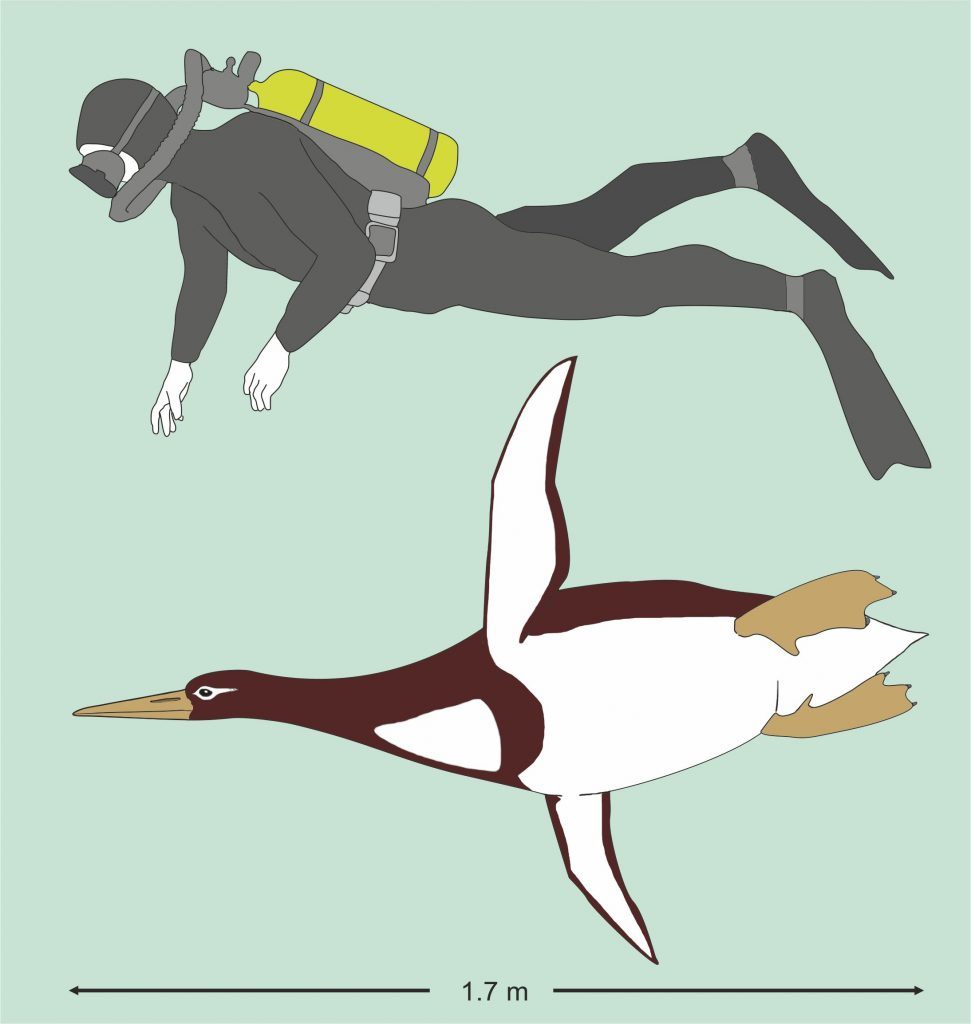 An artistic reconstruction of <em>Kumimanu biceae</em> in size comparison to a human diver.