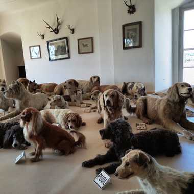 Taxidermy dogs