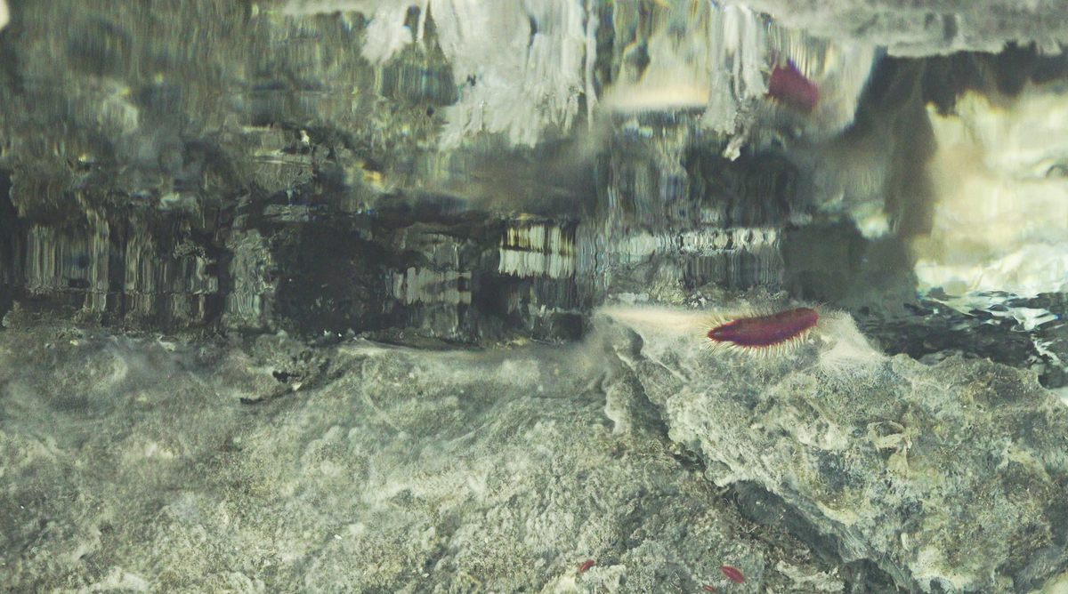 A close-up of the mirage-like reflection of a mirror pool.