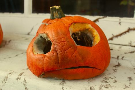 The melancholy beauty of the aging pumpkin.