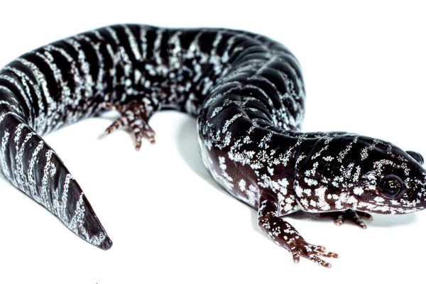 Meet the reticulated flatwoods salamander (Ambystoma bishopi).