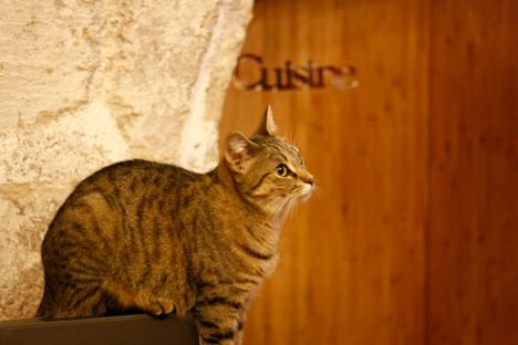 The Cats That Got the Crème at Le Café Des Chats, the Paris Cat Cafe