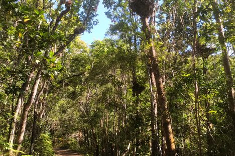 Walking through the forest.