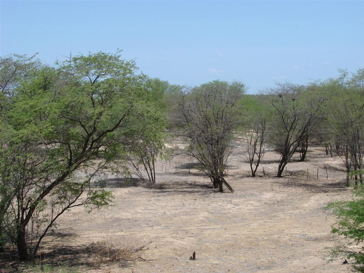 Brazilian caatinga is a semi-arid biome at risk of desertification.