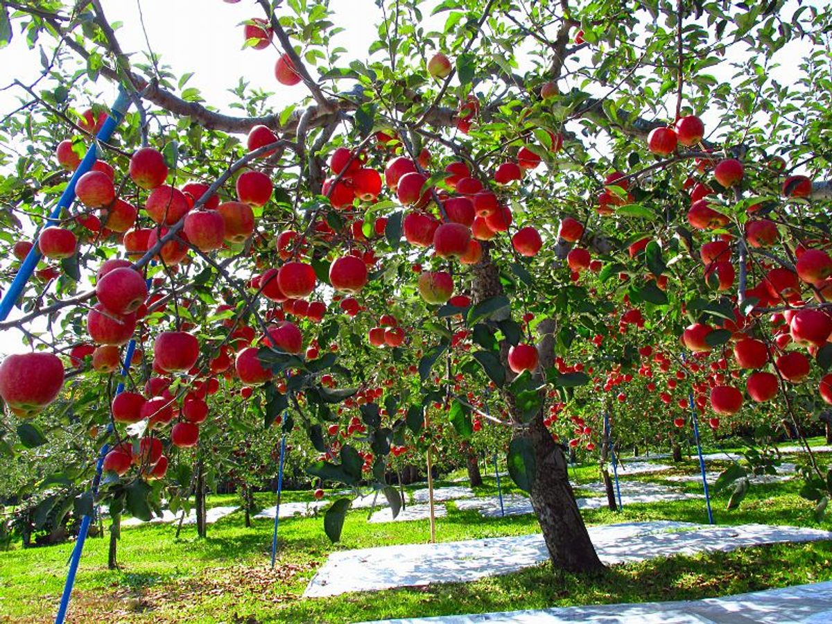Fuji apples grown with care in Aomori Prefecture. They are often given as gifts, including in thanks for taxpayer donations.