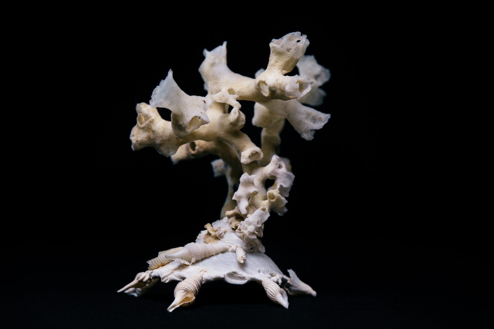 This Xenophora shell has the skeleton of a sea sponge growing out of it.