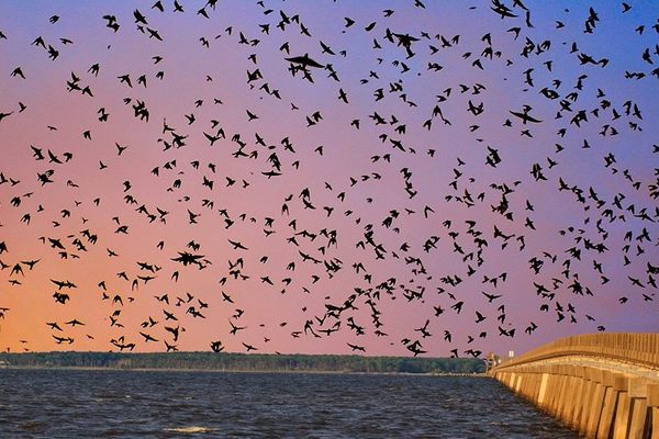 Purple martins fly back to the William B. Umstead bridge at dusk.