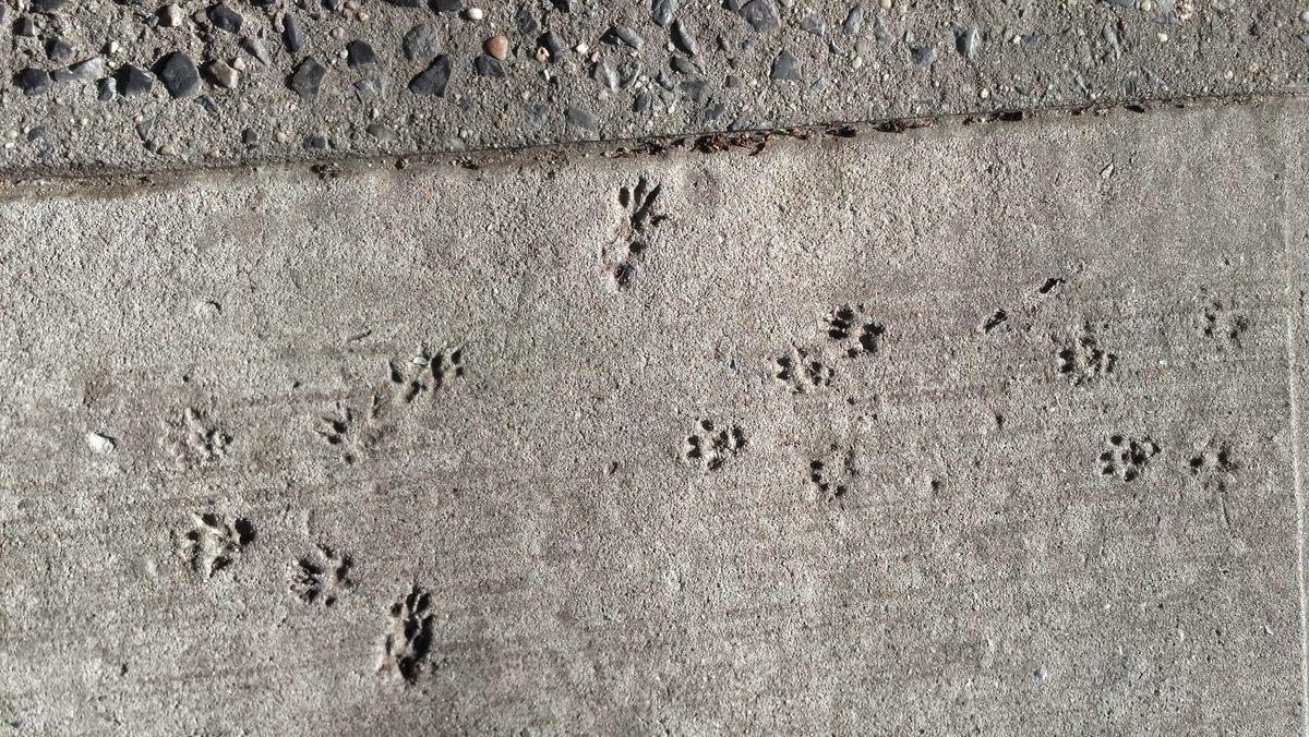 The prints often go in several directions.