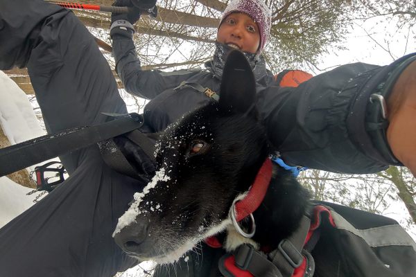 Hiker Emily Ford borrowed her friend's dog, a retired sled dog named Diggins, on her grueling hike on Wisconsin's Ice Age Trail.