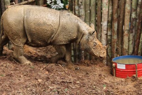 Secretive Hairy Rhino Spotted for First Time in Over 40 Years