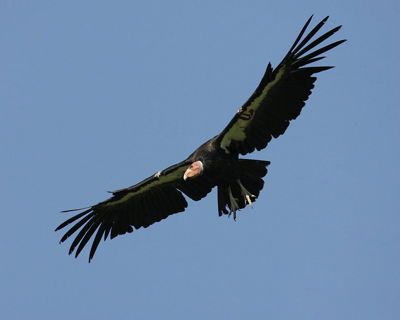 A California condor, the largest North American bird with a wingspan of up to 10 feet.