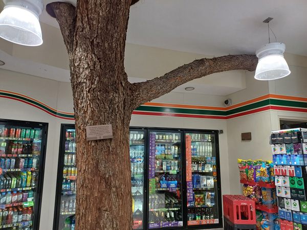 The Tree Growing Inside a 7-Eleven in Monterrey, Mexico
