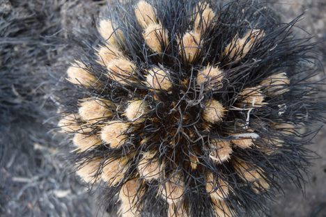 Bulbostylis paradoxa's flowers, in bloom just days after being burnt. 