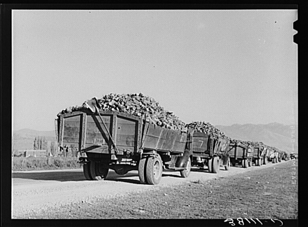 Trucks full of sugar beets waiting to be unloaded at a sugar beet plant in Lewiston, Utah.