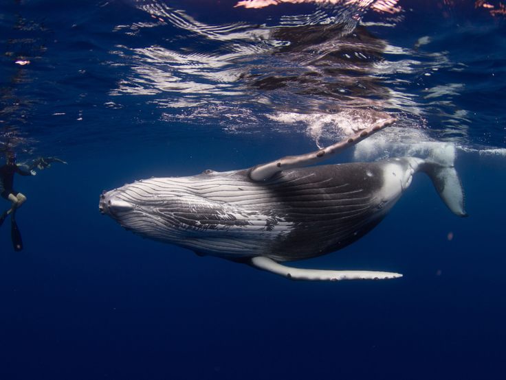 Humpback whale with swimmer