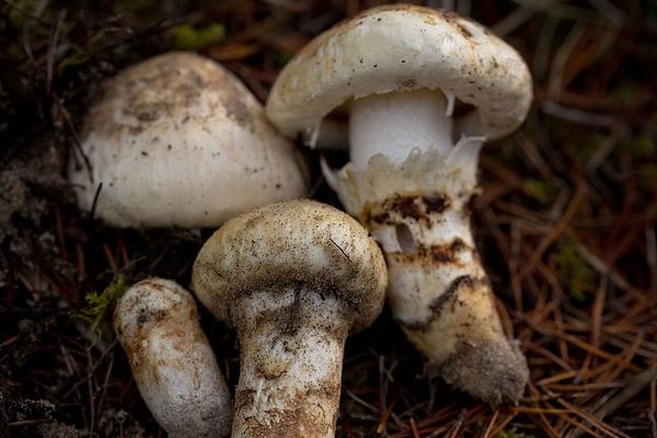 Matsutake (Tricholoma magnivelare)