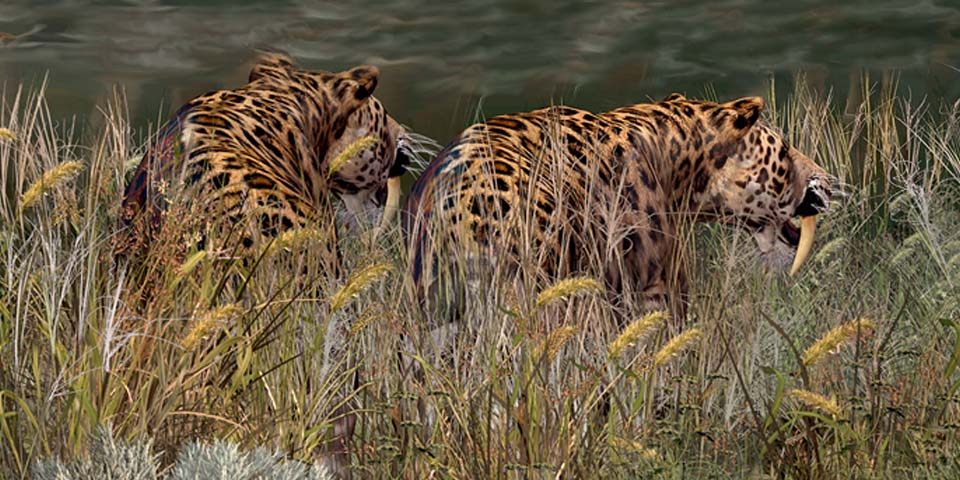 A paleoartist's impression of saber-toothed cats.