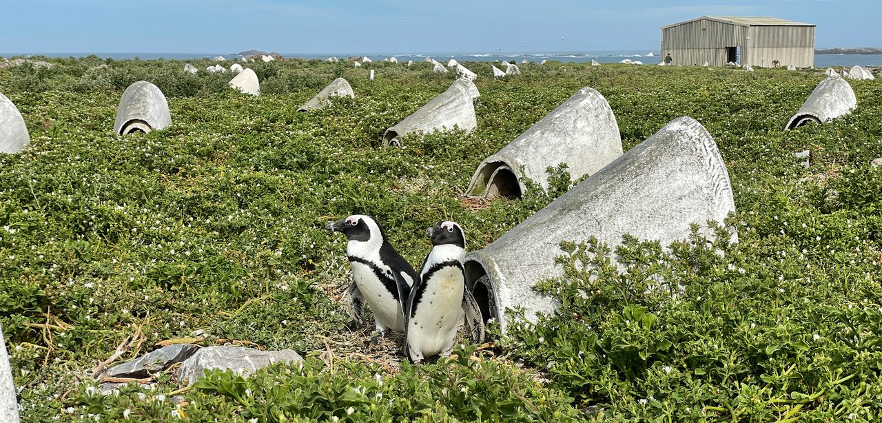 Algoa Bay, South Africa, is home to nearly half of the world’s remaining African penguins, whose numbers have fallen as much as 98 percent since 1900.