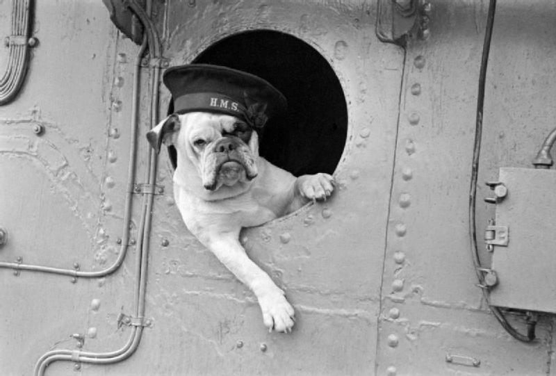 Venus the Bulldog was one particularly charismatic canine war hero in the Royal Navy.