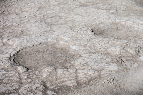 Two large fossilized mammoth tracks. 