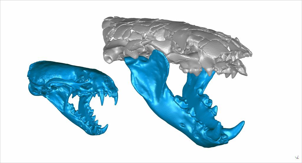 Digital, 3-D reconstructions of a modern common otter (left) and a prehisto ... oh, wow, those teeth are big.