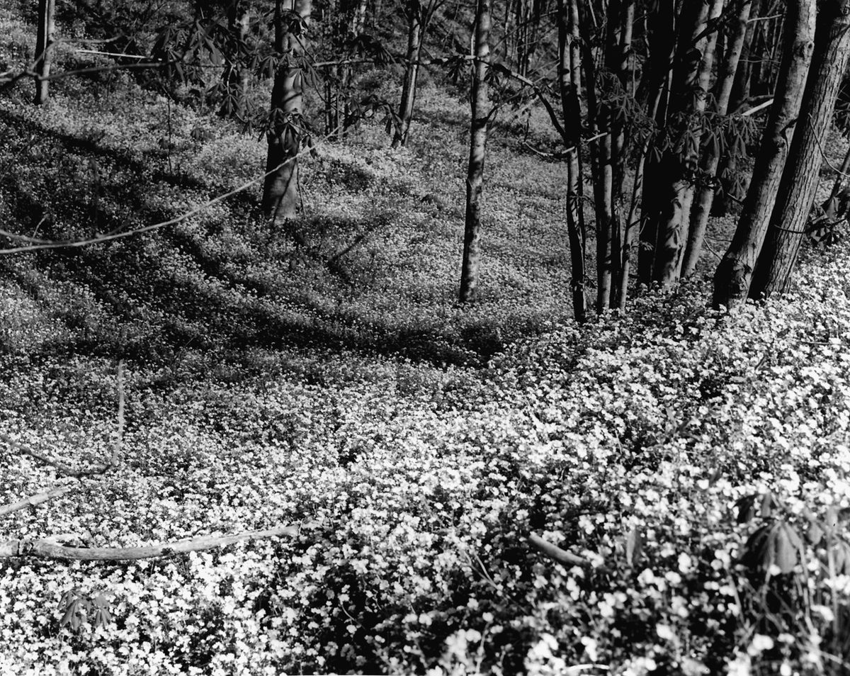 Wildflowers in the Great Smoky Mountains National Park.