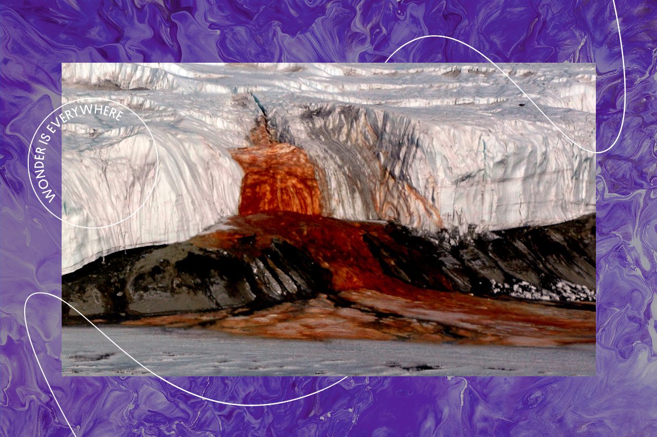 血瀑布从泰勒冰川末期到邦尼湖。