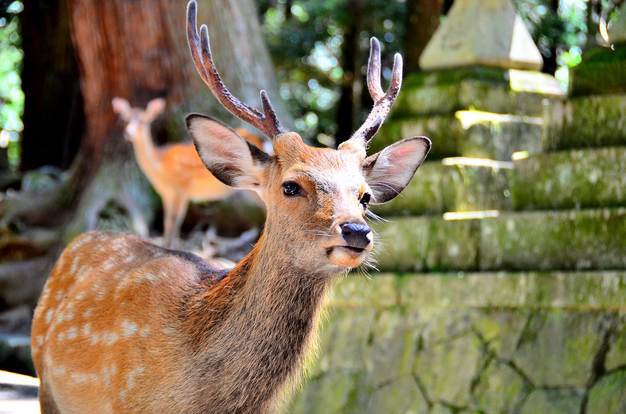 In Nara City, Japan, sika deer have been protected for over a thousand years due to their sacred status in Shintoism.