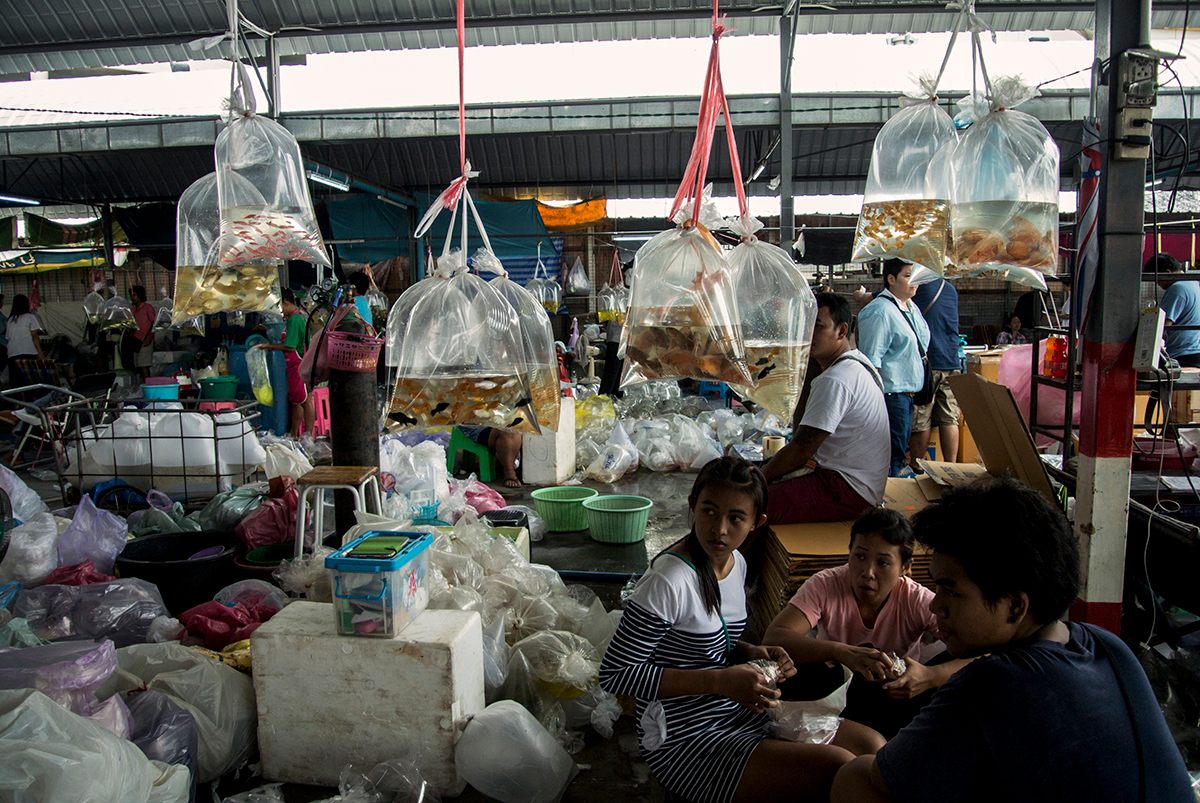 The market is a frenzy of activity on wholesale day, when buyers and sellers flock to Chatuchak from across the country.