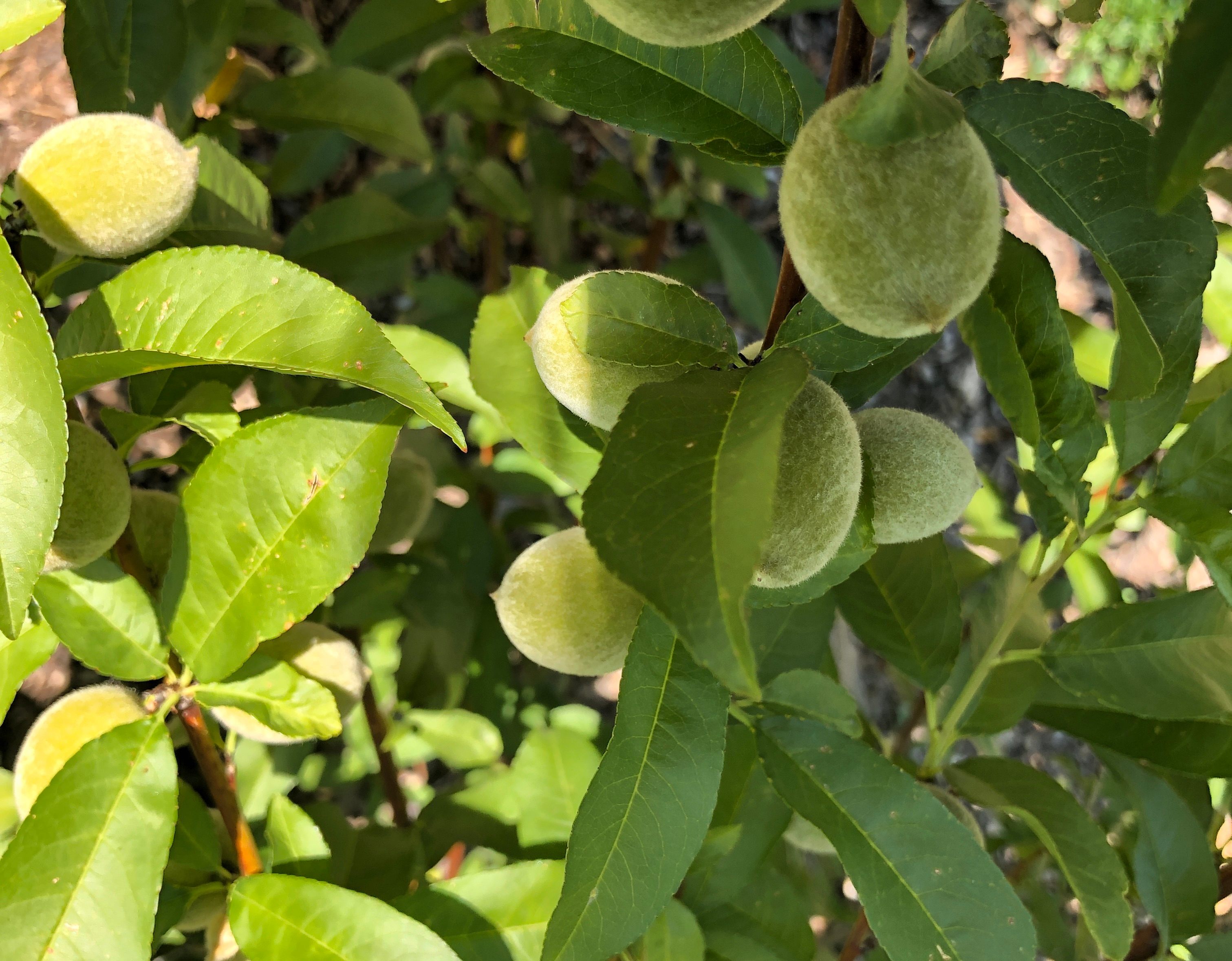 How a Navajo Scientist Is Helping to Restore Traditional Peach