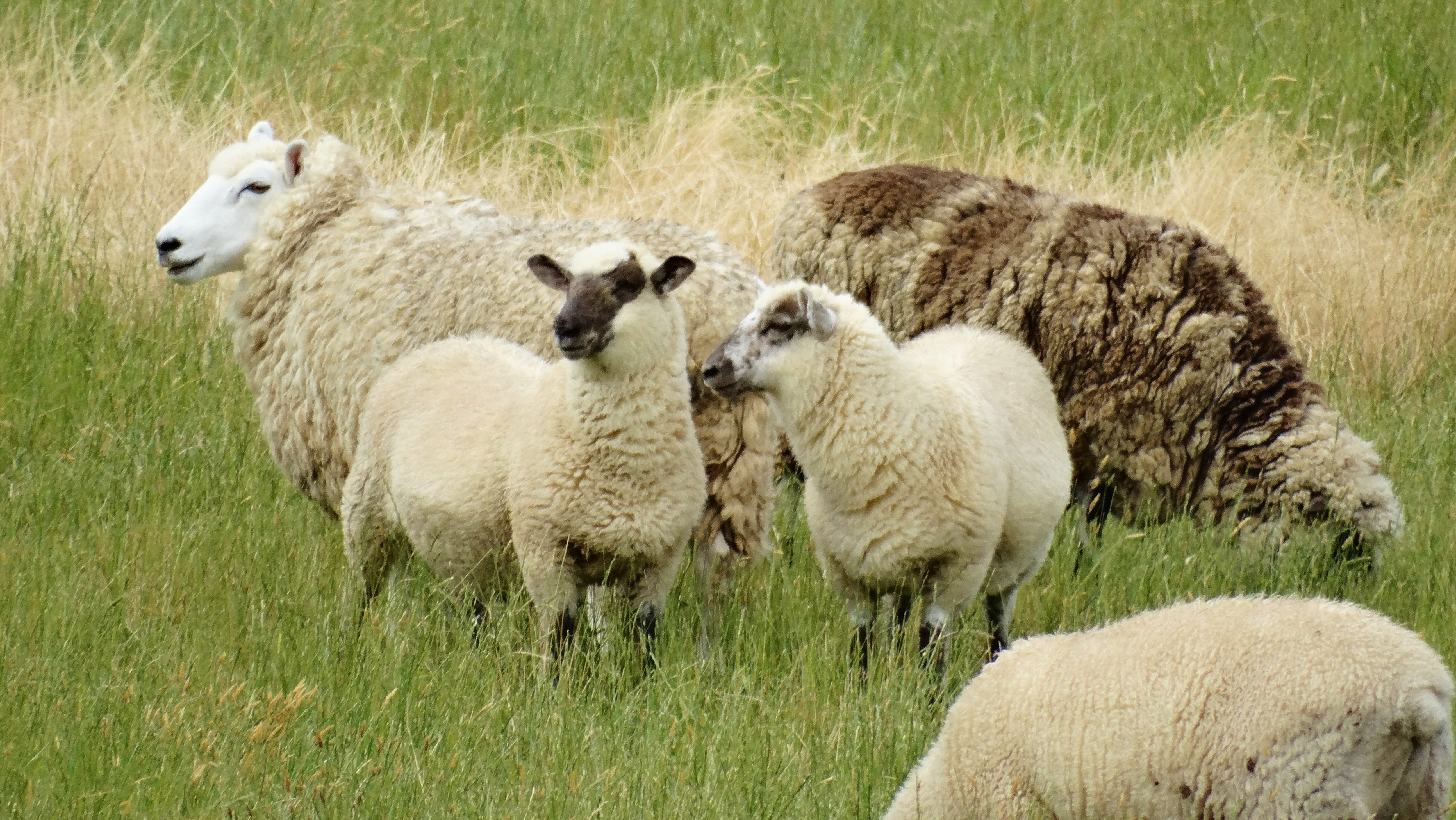 Some sheep (not pictured) appeared and disappeared.