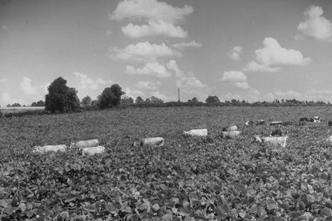 Cows graze in a field of kudzu in 1949.