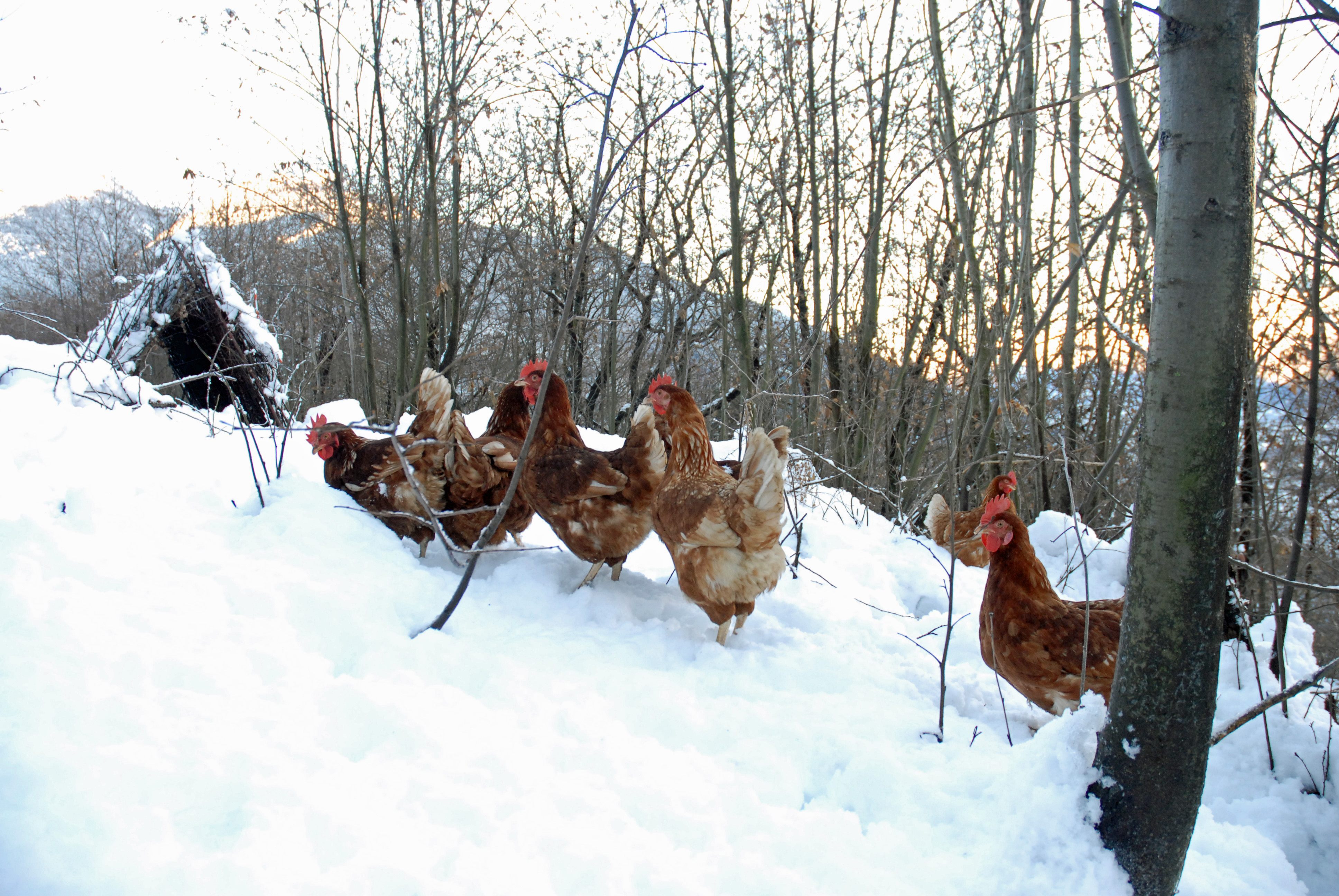 5 Chicken Breeds You May Not Be Familiar With - Farm Flavor