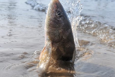In this phenomenon, oxygen-deprived fish break to the surface.