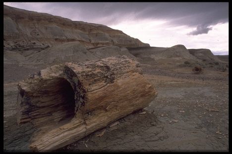 Petrified Forest of José de Ormachea