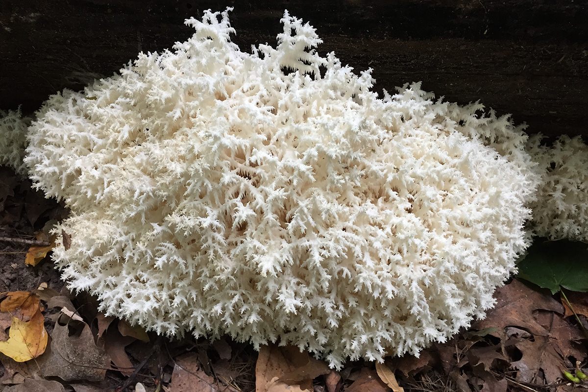 <em>Hericium</em> looks like something you'd find in a tide pool.