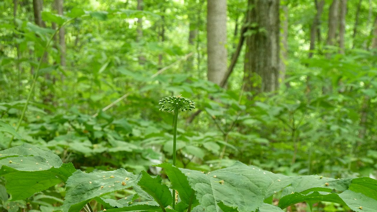 A ginseng berry forming on a forest farm in West Virginia. 