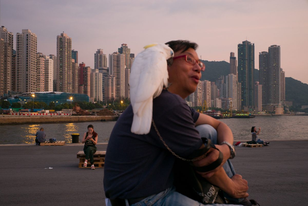 Cockatoos are popular pets. It's believed that Hong Kong's feral flock began with birds that were released—or escaped—from homes and bird markets.
