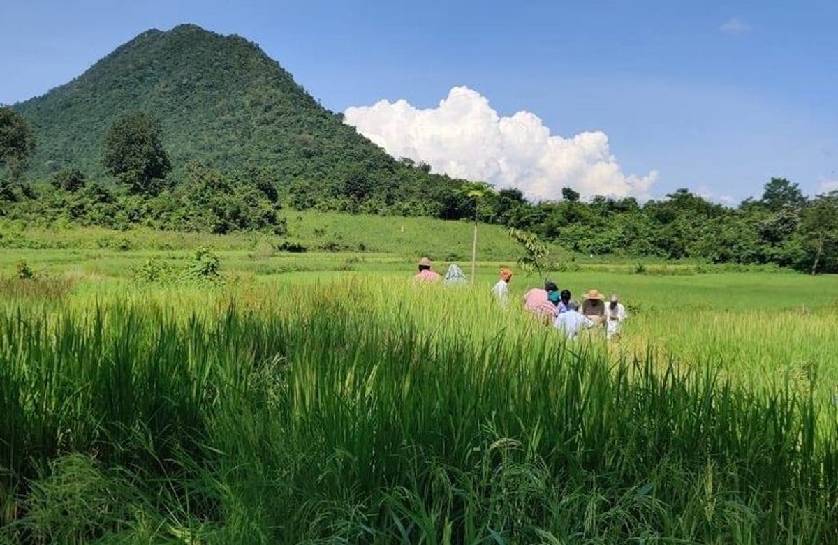 Farmers at Basudha during a training session on rice characterization.