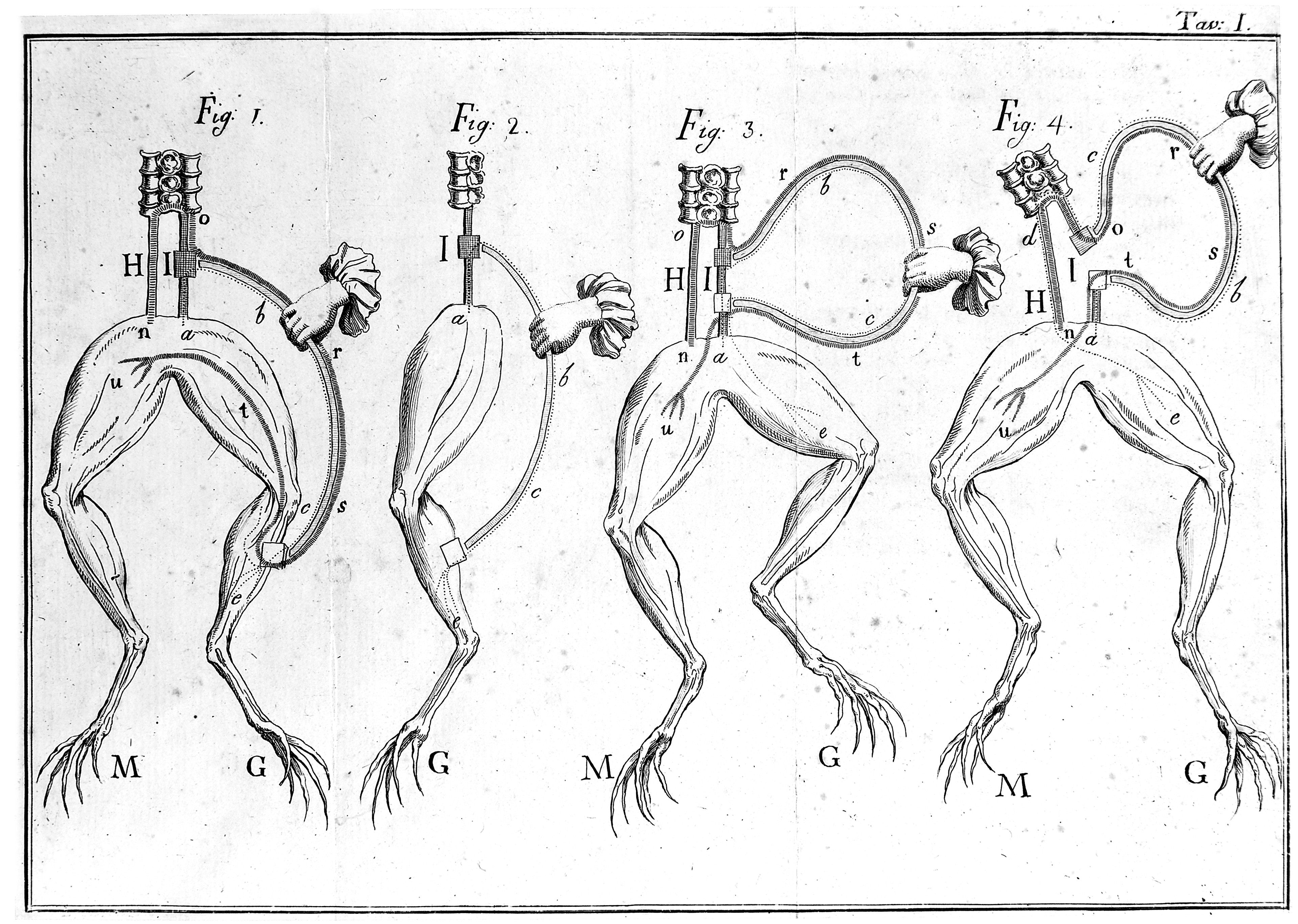 It all started with a little frog muscle experiment, one that anatomy students still conduct in labs today.