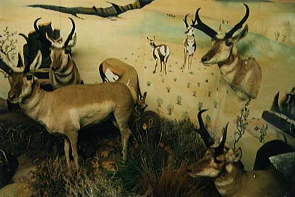 Antelope materializing from a diorama.