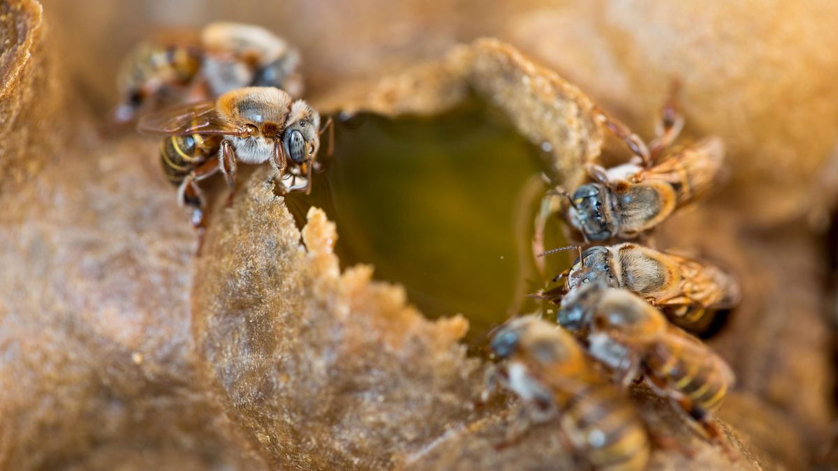 Six <em>Melipona beecheii</em> eating liquid honey inside their hive.