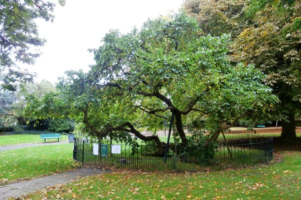Evelyn’s Mulberry in Sayes Court Park.