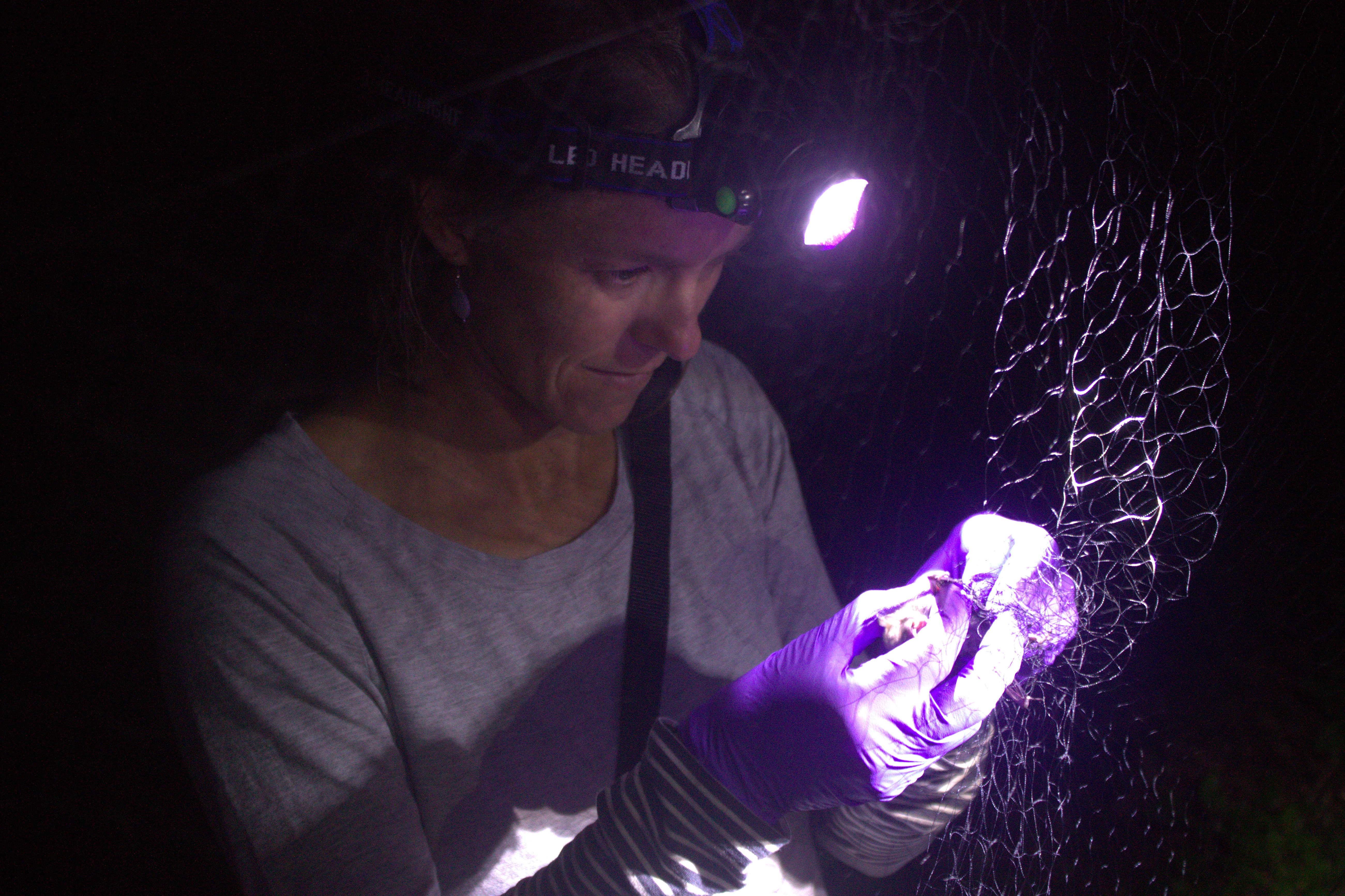 Danielle O'Dell removes a northern long-eared bat from a mist net on Nantucket.