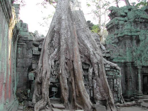 Ta Prohm – Siem Reap, Cambodia - Atlas Obscura