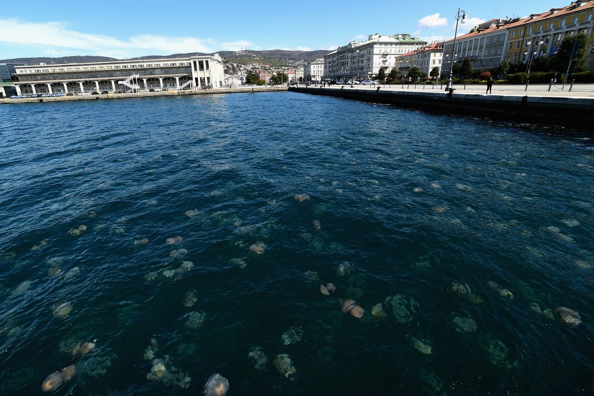 In April 2021, a giant smack of barrel jellyfish invaded Italy's Gulf of Trieste. Jelly swarms are expected to become more common as ocean temperatures rise.