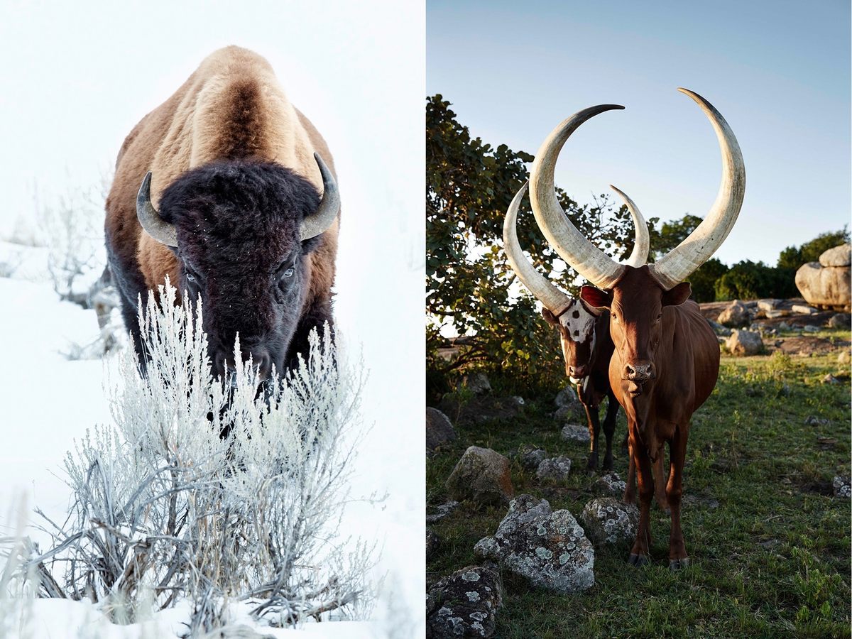 How Highland Cows Are Restoring Culloden Battlefield's Historic