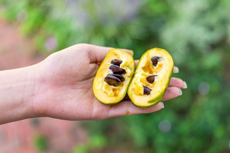 The pawpaw has a brief seasonal window, from September to October.