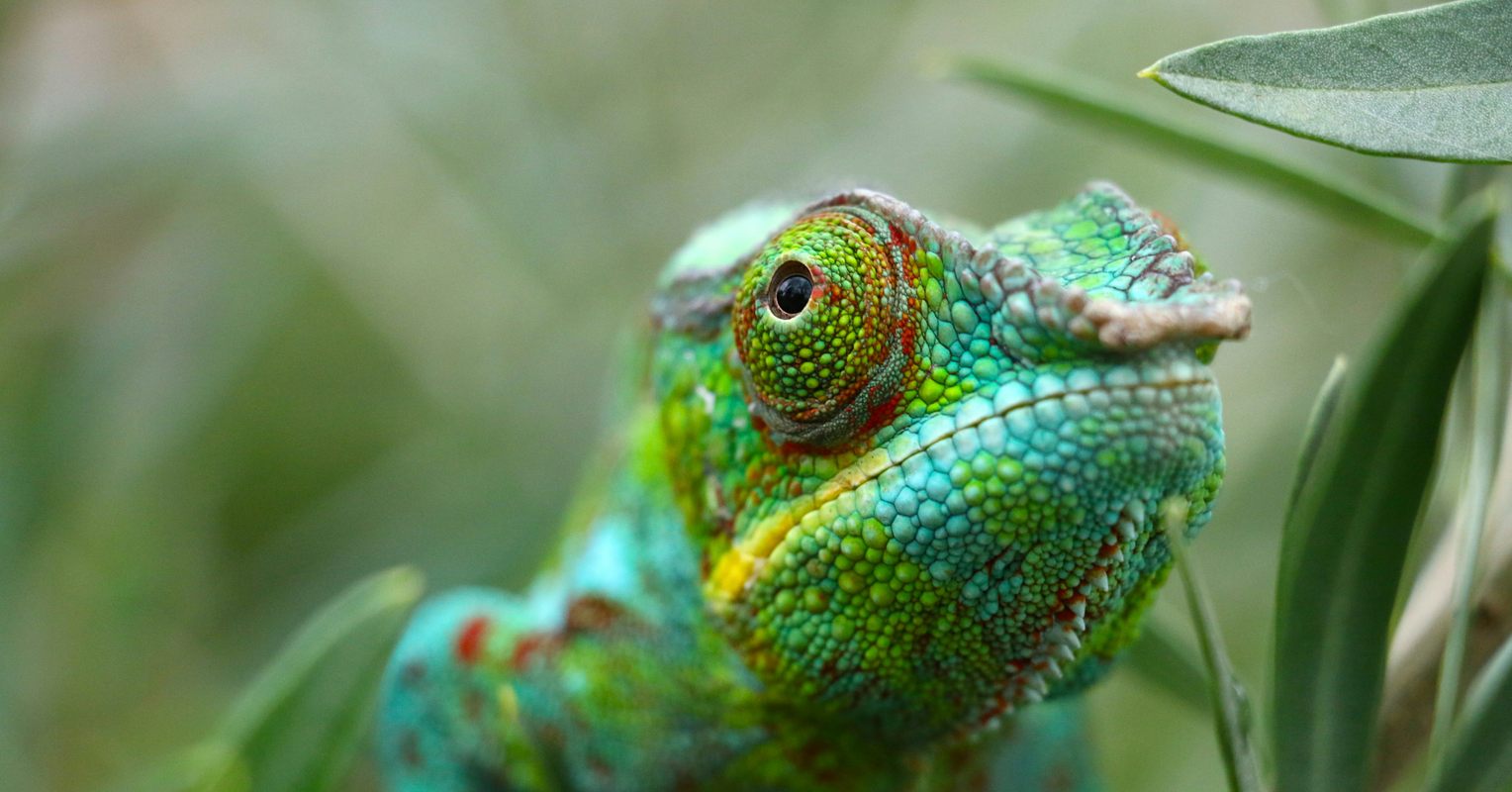 Panther Chameleon in Madagascar.